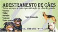 /album/diversos1/adestramento-de-c%c3%a3es-sgt-jpg/